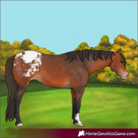 Horse Color:Bay Appaloosa