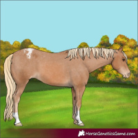 Horse Color:Chestnut Varnish 