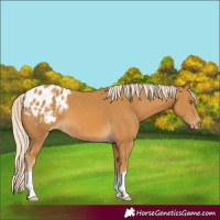 Horse Color:Palomino Varnish 