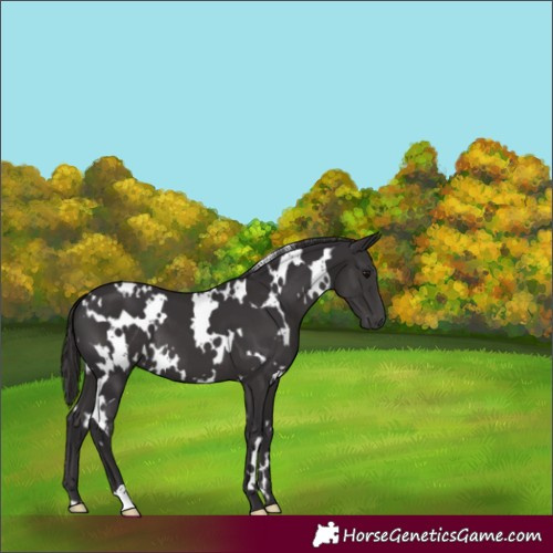 Horse Color:White Spotted Smoky Black 