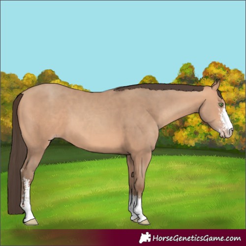 Horse Color:Amber Champagne Sabino