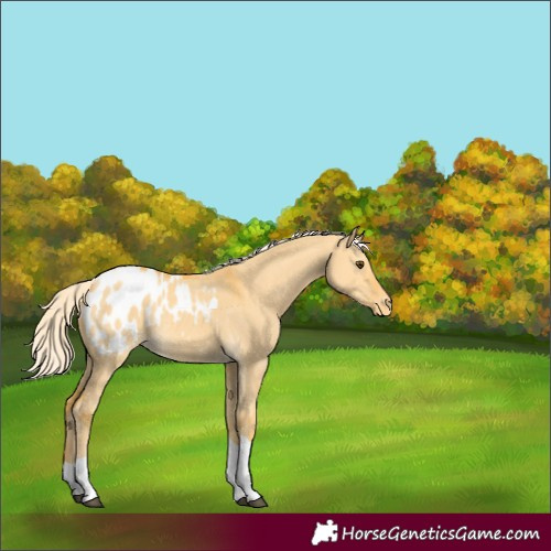 Horse Color:Palomino Dun Tobiano Appaloosa 
