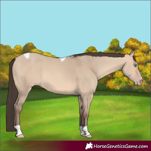 Horse Color:Amber Champagne Dun Tobiano 