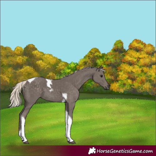 Horse Color:Silver Smoky Black Tobiano 