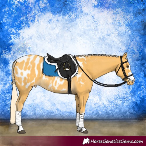 Horse Color:Palomino Appaloosa 