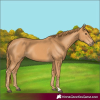 Horse Color:Unknown 