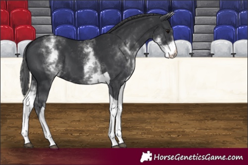 Horse Color:White Spotted Black Tobiano 