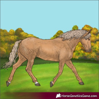 Horse Color:Unknown 
