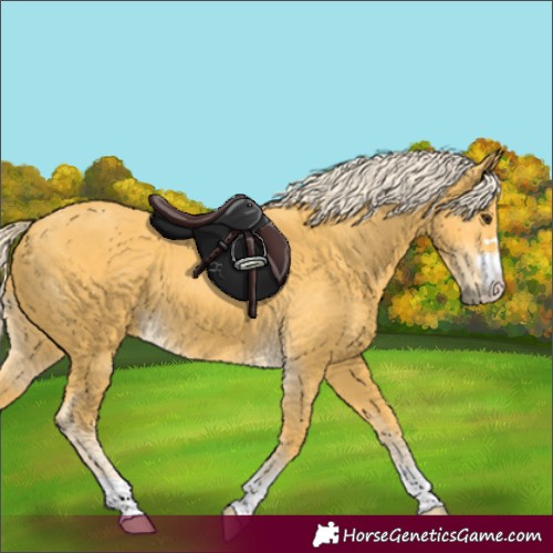 Horse Color:Unknown 