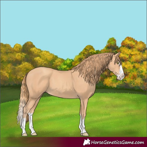 Horse Color:Unknown 