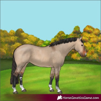 Horse Color:Unknown 