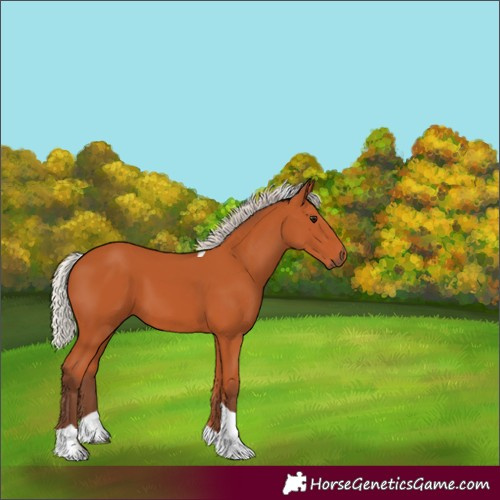 Horse Color:Silver Bay Tobiano