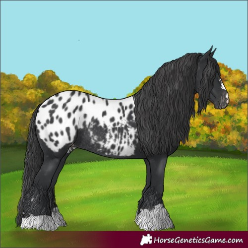 Horse Color:Black Appaloosa Rabicano 