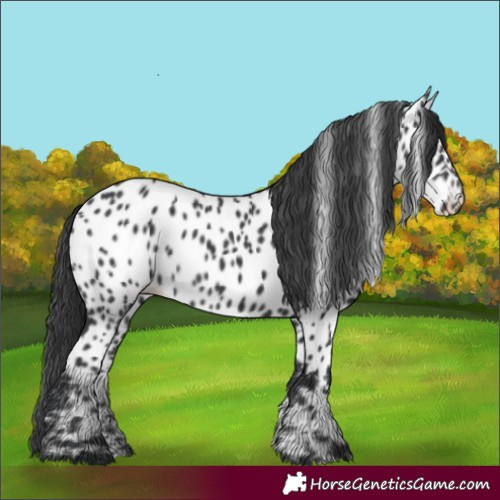 Horse Color:Black Near Leopard Rabicano 