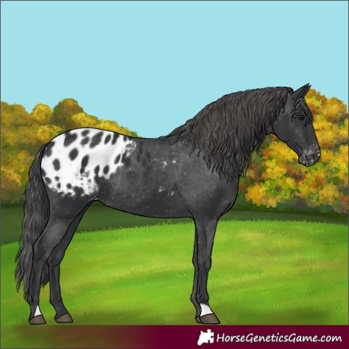 Horse Color:Black Appaloosa Rabicano