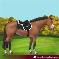 Horse Color:Unknown 