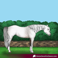 Horse Color:Gray Bay 