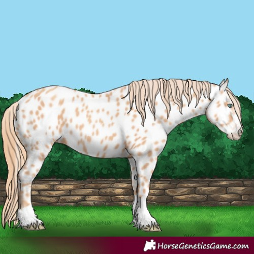 Horse Color:Gold Champagne Appaloosa 