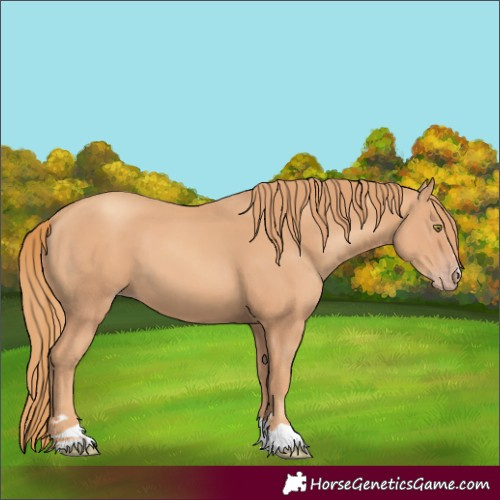 Horse Color:Gold Champagne 