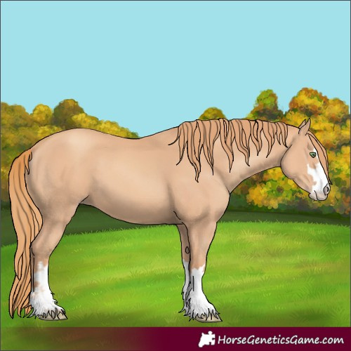 Horse Color:Unknown 