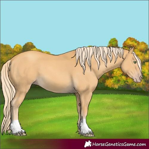 Horse Color:Unknown 