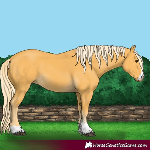 Horse Color:Palomino 