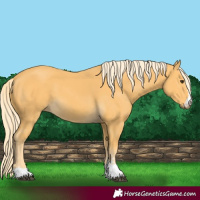 Horse Color:Palomino 