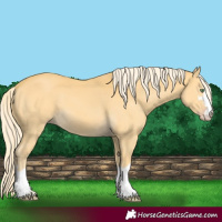 Horse Color:Gold Cream Champagne 