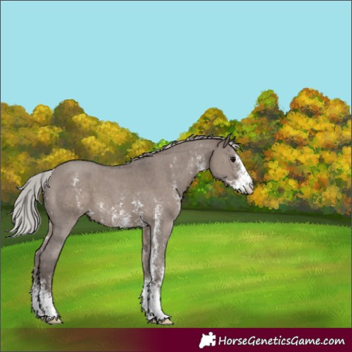Horse Color:Silver Grullo Mushroom Sabino 