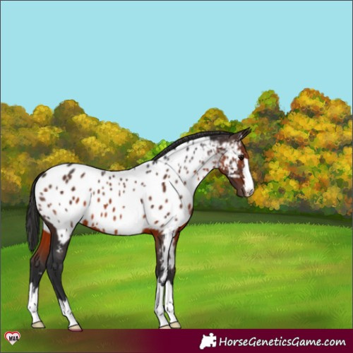 Horse Color:Brown Near Leopard 