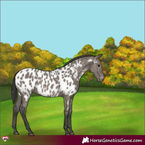 Horse Color:Grullo Near Leopard 