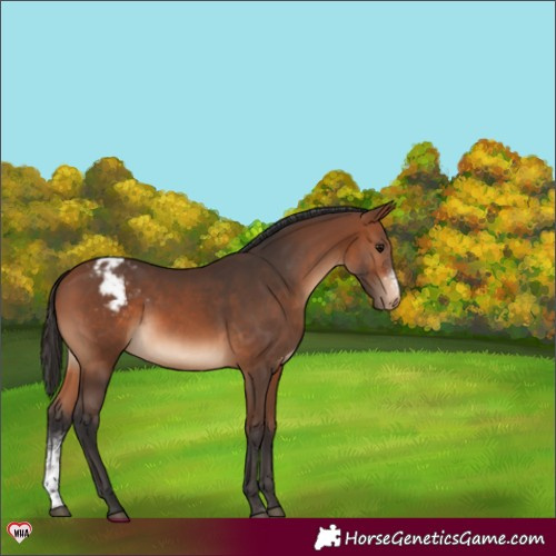 Horse Color:Bay Sabino Appaloosa 