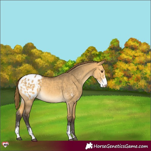 Horse Color:Buckskin Dun Sabino Varnish 