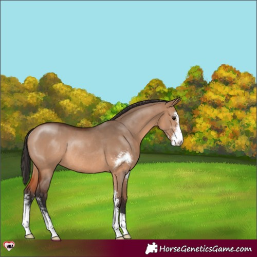 Horse Color:Bay Dun Sabino Rabicano 