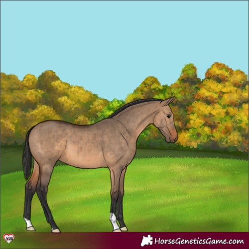 Horse Color:Brown Dun Brindle 