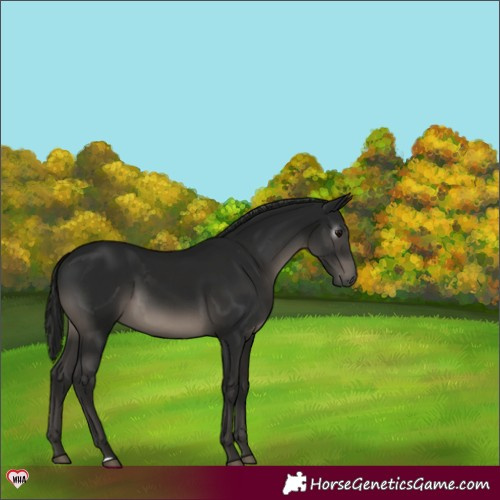 Horse Color:Gray Black 