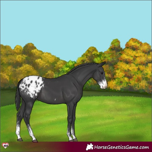 Horse Color:Black Sabino Appaloosa 