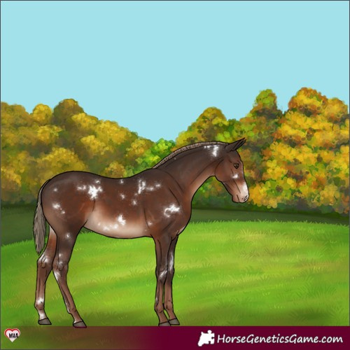 Horse Color:White Spotted Liver Chestnut Sabino Varnish 