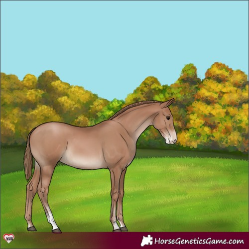 Horse Color:Black Pearl Sabino Varnish 