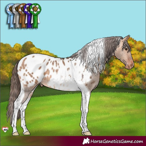 Horse Color:Bay Dun Tobiano Blanket Rabicano 