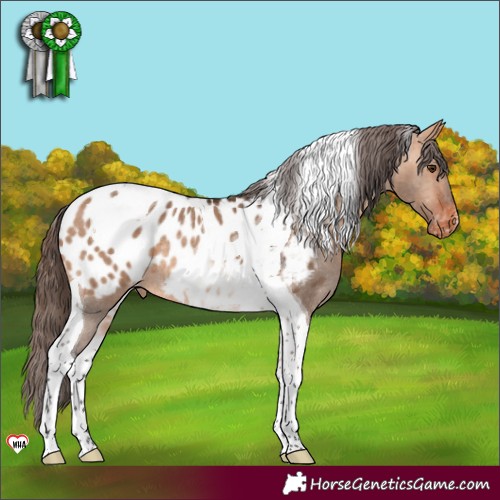 Horse Color:Bay Dun Tobiano Appaloosa Rabicano 