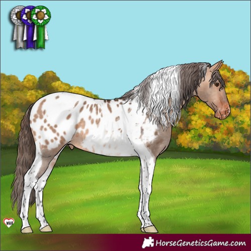 Horse Color:Bay Dun Tobiano Appaloosa Rabicano 