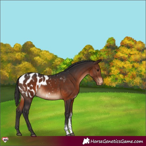 Horse Color:Brown Sabino Blanket Rabicano 