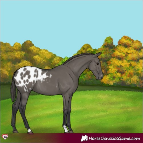 Horse Color:Grullo Appaloosa 