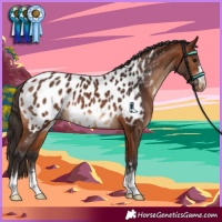 Horse Color:Bay Appaloosa