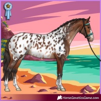 Horse Color:Bay Appaloosa 