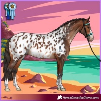 Horse Color:Bay Appaloosa 