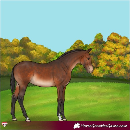 Horse Color:Brown Appaloosa 