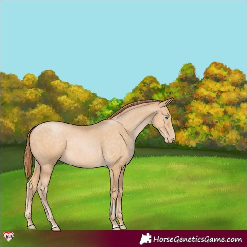 Horse Color:Buckskin Pearl 