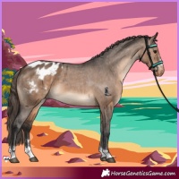 Horse Color:Brown Dun Appaloosa 